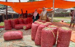 Produksi Melimpah, Bawang Merah Bima Siap Pasok Kebutuhan Ramadhan-Idul Fitri 2022
