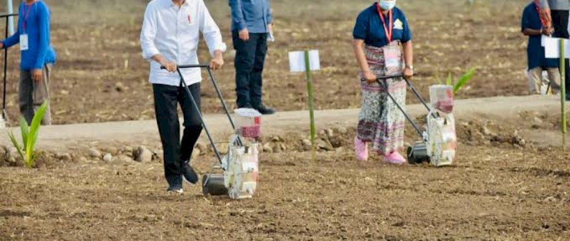 Presiden Joko Widodo (Jokowi) didampingi Menteri Pertanian Syahrul Yasin Limpo (Mentan SYL) meninjau lahan food estate dengan menggunakan teknologi pertanian modern di Kabupaten Belu, NTT.