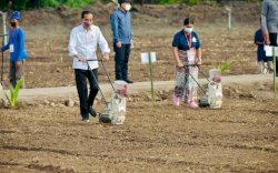 Presiden Jokowi dan Mentan SYL Tanam Jagung di Kawasan Food Estate Belu NTT