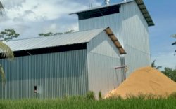 Stabilkan Harga Gabah Masa Panen Raya, Kementan Terapkan Sistem Resi Gudang