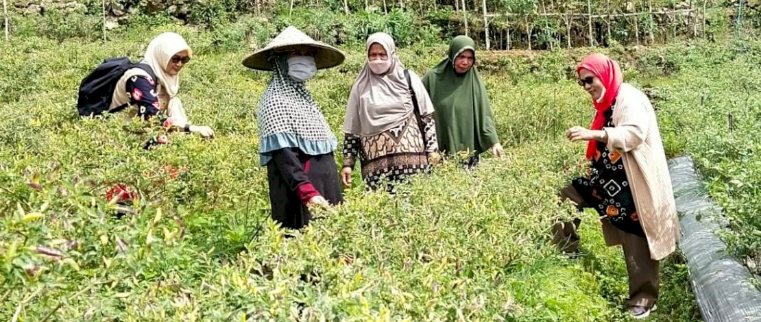 Perkaya Kuliner Khas Rongkong, DP3AP2KB dan Dinas Pertanian Berdayakan Kelompok Perempuan