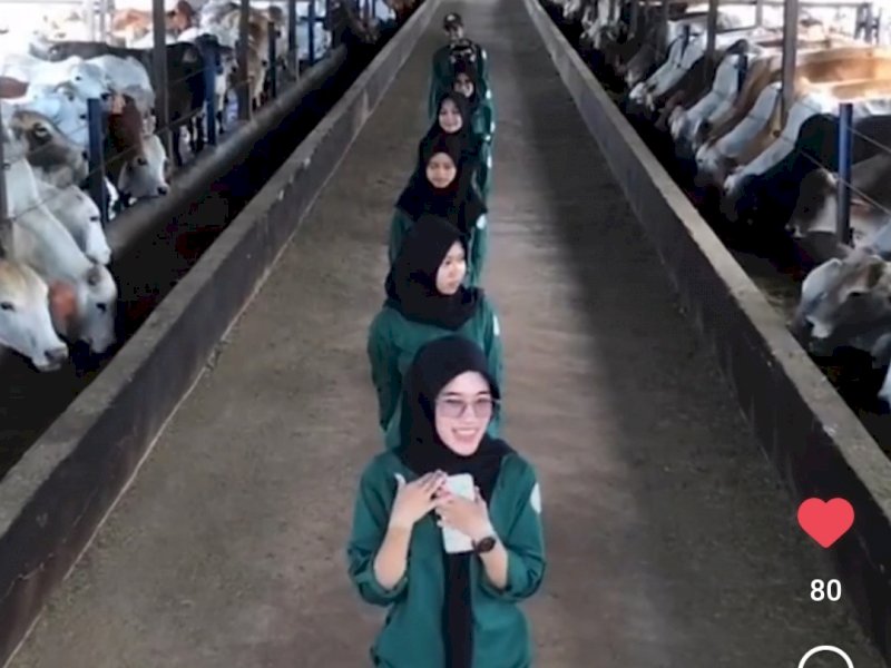 Cantiknya Petugas Kandang PT BULS Tiktokan di Tengah Kesibukan Rawat Sapi