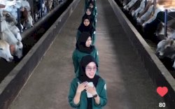 Cantiknya Petugas Kandang PT BULS Tiktokan di Tengah Kesibukan Rawat Sapi
