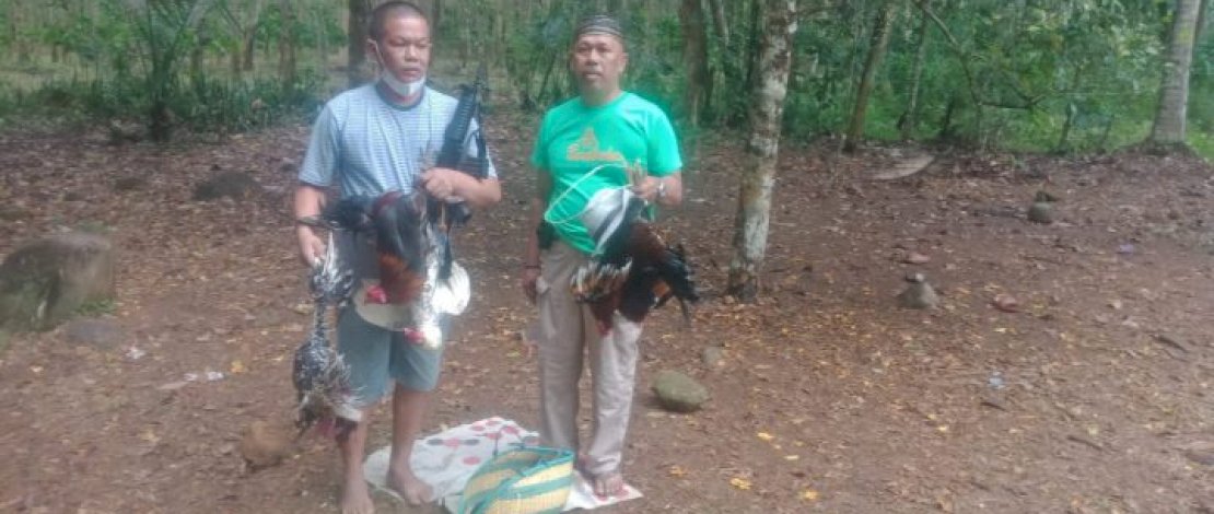 Polisi di Bulukumba Bongkar Arena Judi Sabung Ayam Polisi di Bulukumba Bongkar Arena Judi Sabung Ayam