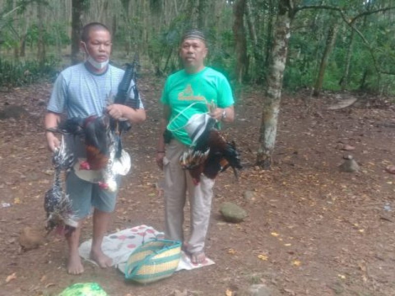 Polisi di Bulukumba Bongkar Arena Judi Sabung Ayam