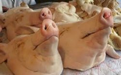 Hendak Kelabui Petugas Pakai Dokumen Ikan, Daging Babi Gagal Dikirim ke Samarinda  