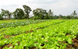 Janji Kampanye Capres: Anies Baswedan Pilih Program Contract Farming untuk Sentra Pertanian, Apa itu?