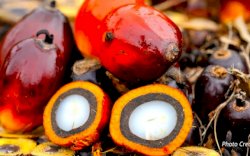 Sah! Aturan Resmi Larangan Ekspor CPO Berlaku Mulai Hari ini 