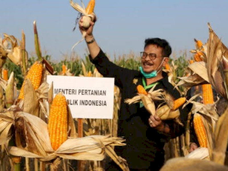 Produksi Jagung Nasional Mampu Penuhi Kebutuhan Pakan