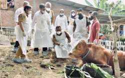 Mentan SYL Instruksikan Penanganan PMK Hewan Ternak yang Mewabah