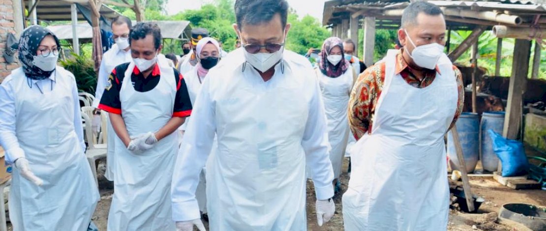 Menteri Pertanian, Syahrul Yasin Limpo, saat turun langsung melihat hewan ternak yang terinfeksi PMK di Gresik, Jawa Timur.