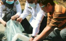 Wawali Parepare Apresiasi DPRD dan DPKP Bantu Pembudidaya Ikan Lele