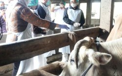 Mentan Bergerak Cepat Cegah PMK di Jawa Tengah