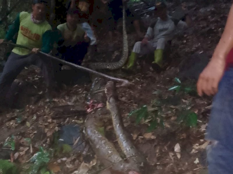 Ular Piton Raksasa Serang Warga di Gowa, Korban Nyaris Tewas Alami Enam Luka Robek