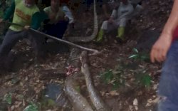 Ular Piton Raksasa Serang Warga di Gowa, Korban Nyaris Tewas Alami Enam Luka Robek