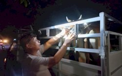 Antisipasi Serangan Wabah PMK, Ternak Masuk ke Luwu Utara Wajib Diperiksa