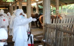 Kendalikan PMK, Kementan Kirim Obat-obatan dan APD ke Beberapa Wilayah