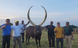 PMK Mewabah, Produk Buatan Indonesia Ini Ternyata Telah Digunakan di Berbagai Negara