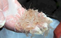 Penyelundupan Benih Lobster Digagalkan TNI-AL Senilai Rp3 Miliar