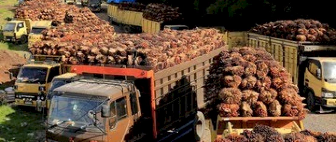 Kelapa Sawit Mau Dimatikan, Indonesia dan Malaysia Bersatu Lawan Eropa 