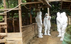 Mentan SYL di Lampung, Koordinasi Pengendalian dan Pencegahan PMK