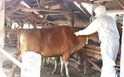 Bebas PMK, 56 Kerbau Asal NTT Masuk ke Sulsel