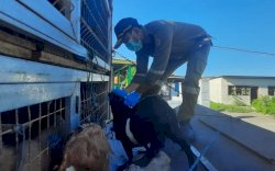 Jelang Idul Adha, Ratusan Kambing Asal NTT Masuk Bulukumba