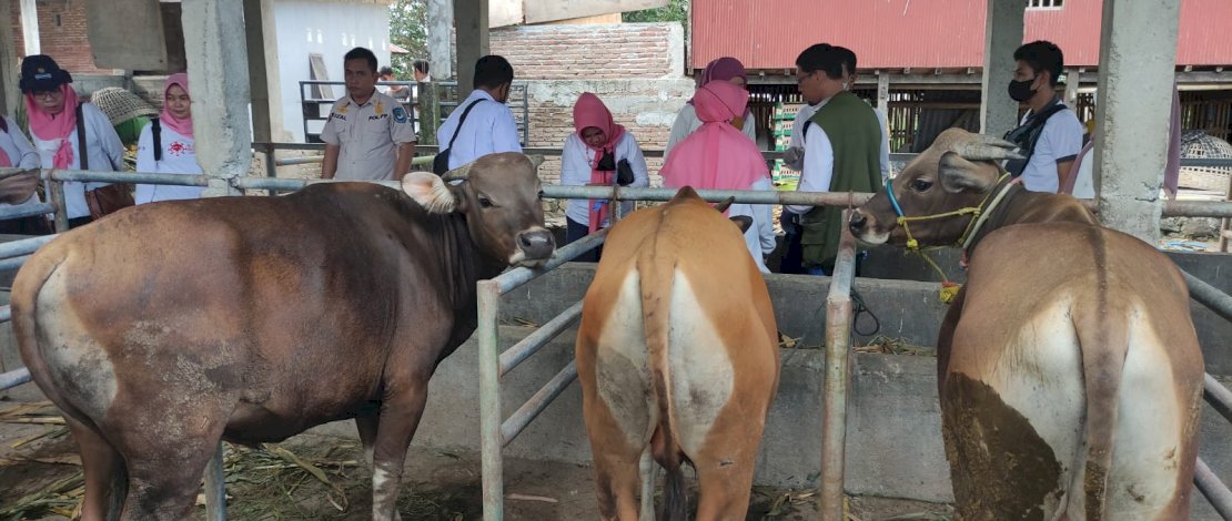 Cegah PMK, Gowa Tak Terima Pasokan Sapi dari Luar Cegah PMK, Gowa Tak Terima Pasokan Sapi dari Luar