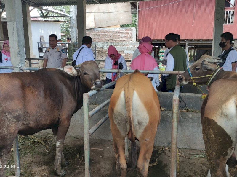 Cegah PMK, Gowa Tak Terima Pasokan Sapi dari Luar 