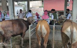 Cegah PMK, Gowa Tak Terima Pasokan Sapi dari Luar 