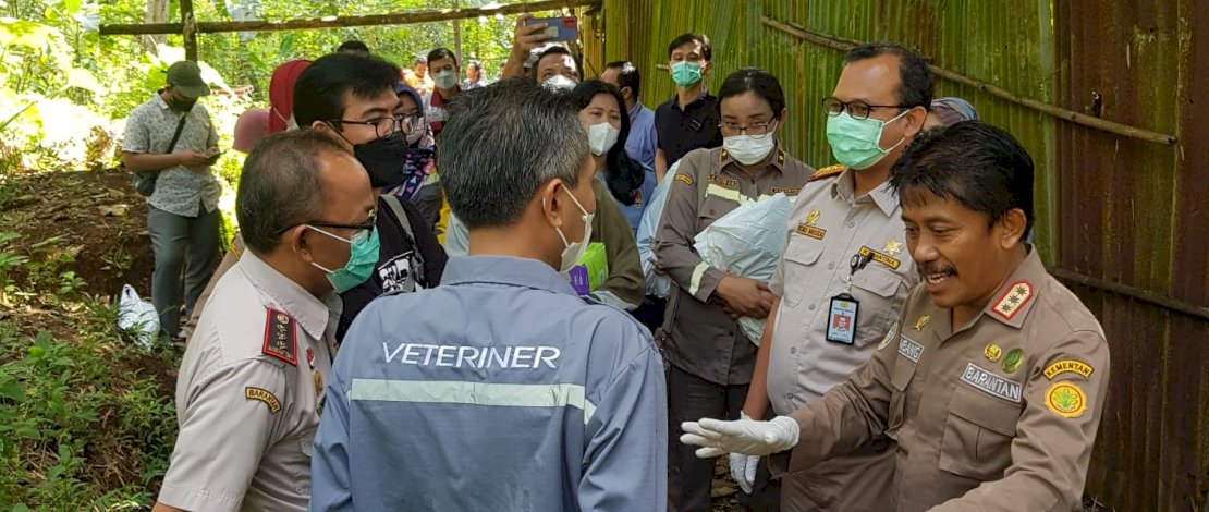 Kepala Barantan, Bambang, saat melakukan kunjungan ke lokasi karantina hewan ternak yang diduga terpapar PMK di Desa Gunung Pati, Semarang. Kepala Barantan, Bambang, saat melakukan kunjungan ke lokasi karantina hewan ternak yang diduga terpapar PMK di Desa Gunung Pati, Semarang.