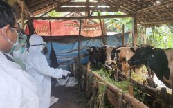 Antisipasi Penyebaran PMK, Kementan Imbau Peternak Ikuti Langkah Pencegahan