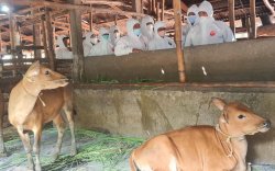 Ketua Komisi Ahli Keswan Apresiasi Langkah Kementan Dalam Rekayasa Lalulintas HRP