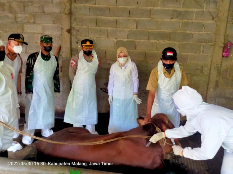 Di Malang, Kementan Gelar Pengobatan Sapi Gejala Klinis PMK