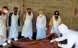 Di Malang, Kementan Gelar Pengobatan Sapi Gejala Klinis PMK