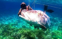 Heboh! Nelayan Tangkap Kerapu Raksasa Seberat 143 KG di Buton