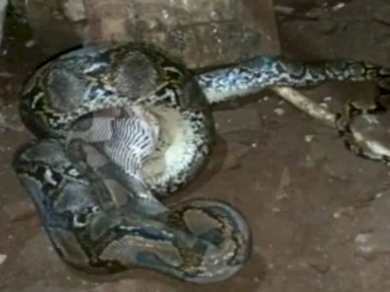 Warga Geger Dikagetkan Kemunculan Tiga Ekor Ular Piton Besar