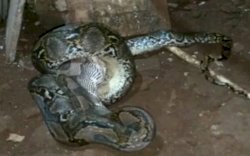 Warga Geger Dikagetkan Kemunculan Tiga Ekor Ular Piton Besar