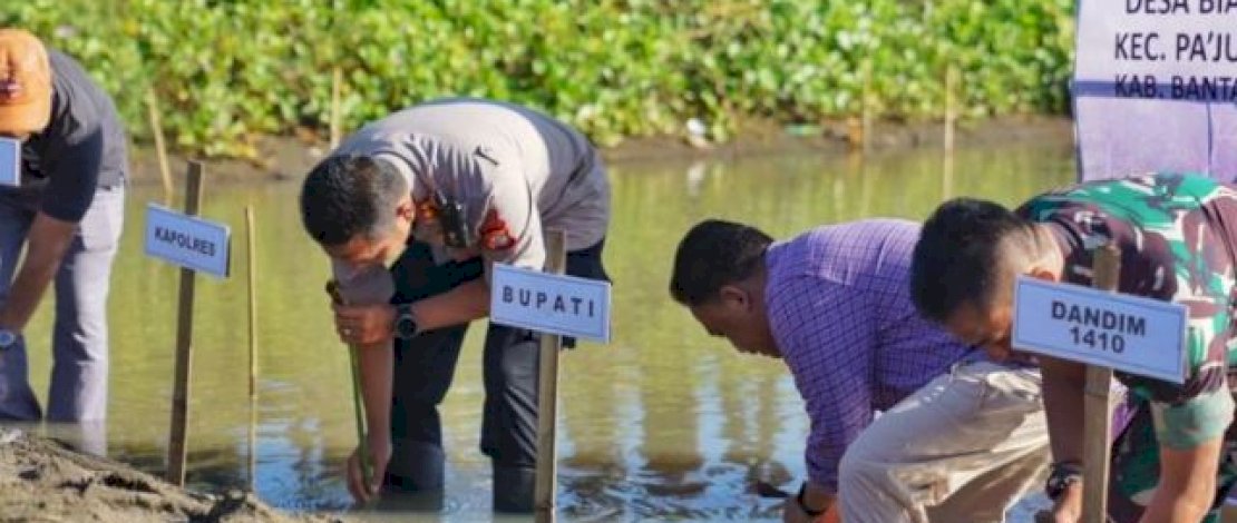 Peringati Hari Lingkungan Hidup, Komunitas di Banteng Tanam 1000 Pohon Mangrov
