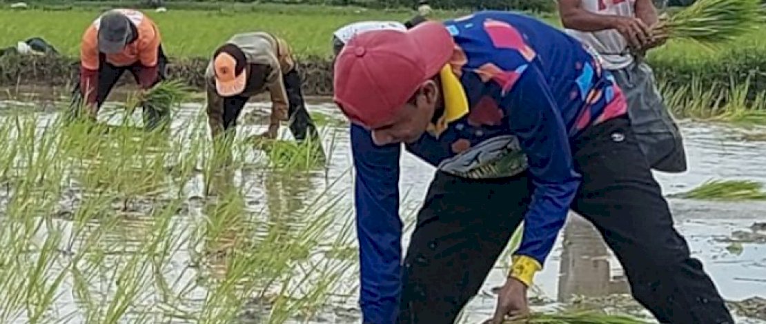 Memanfaatkan hari libur, Ketua DPRD Makassar Tanam Padi Bersama Warga Lakkang