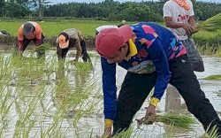 Memanfaatkan hari libur, Ketua DPRD Makassar Tanam Padi Bersama Warga Lakkang