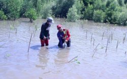 Rudianto Lallo dan Ratusan Alumni SMA 6 Makassar Tanam Pohon Mnggrove