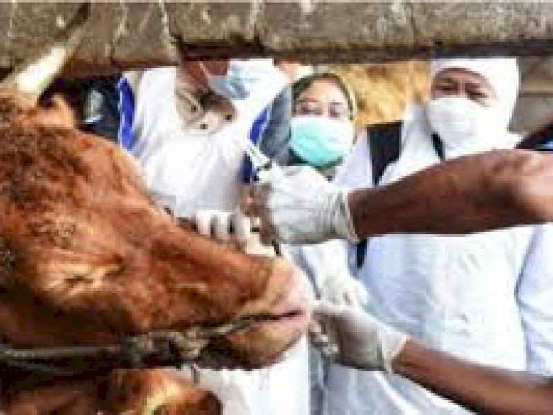 Gara-gara Diserang PMK,Indonesia Bisa Rugi Rp25, Kok Bisa? 