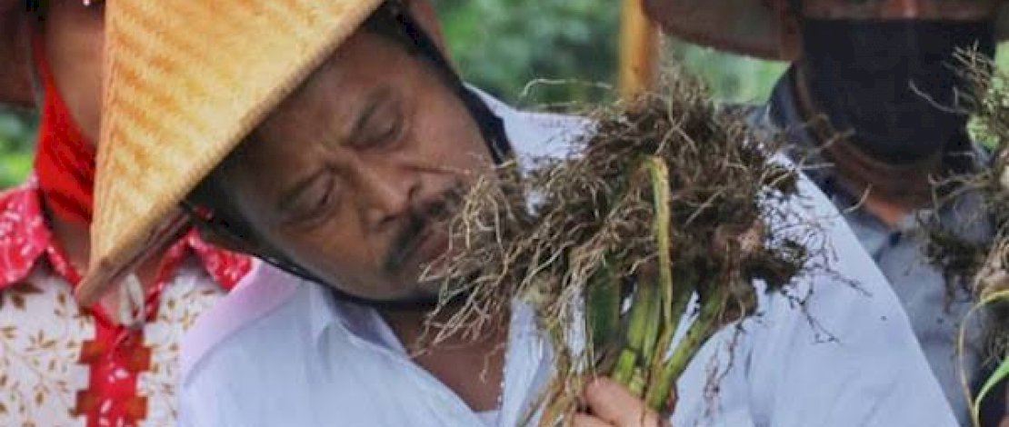 Mentan SYL panen bawang putih.