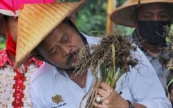 Mentan Optimistis Produksi Bawang Putih Dalam Negeri Naik