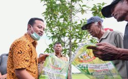 Di Bulukumba, Gubernur Andi Sudirman Tinjau Sawah yang Tanam &lsquo;Mandiri Benih&rsquo; di Lahan Pertanian Warga 