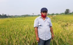 Kementan Komitmen Tingkatkan Produksi Beras Organik Ramah Lingkungan
