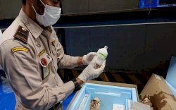 Vaksin Perdana PMK Telah Tiba di Indonesia