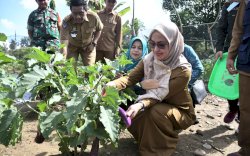 Bupati Indah  Ajak Masyakat Manfaatkan Pekarangan Untuk Berkebun 