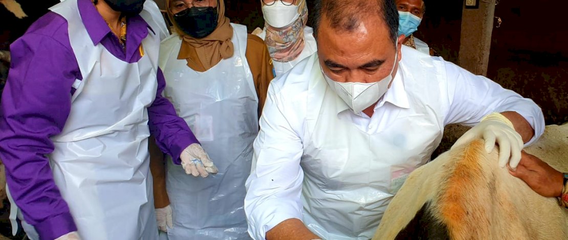 Kementerian Pertanian bersama dengan Pemerintah Daerah Provinsi Jawa Timur mulai melakukan kegiatan vaksinasi massal dalam upaya pengendalian Penyakit Mulut dan Kuku (PMK), hari ini, Selasa, 14 Juni 2022.